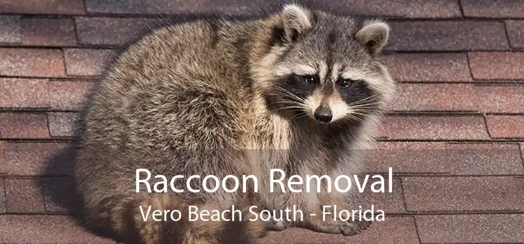 Raccoon Removal Vero Beach South - Florida