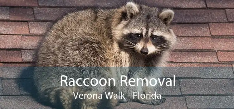 Raccoon Removal Verona Walk - Florida