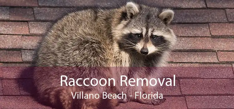 Raccoon Removal Villano Beach - Florida