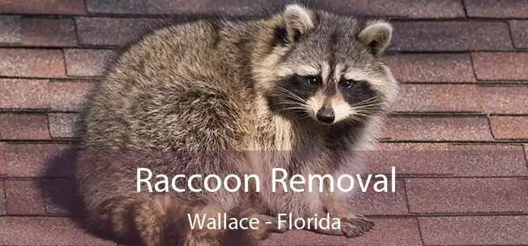 Raccoon Removal Wallace - Florida