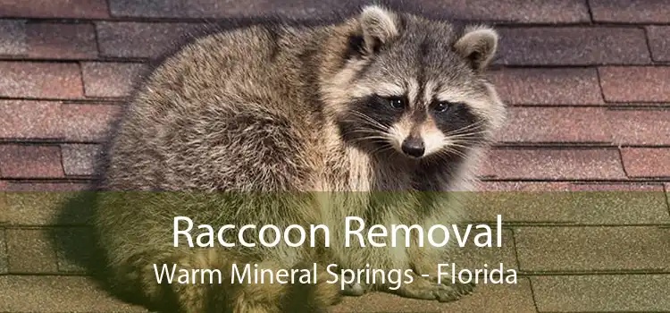 Raccoon Removal Warm Mineral Springs - Florida