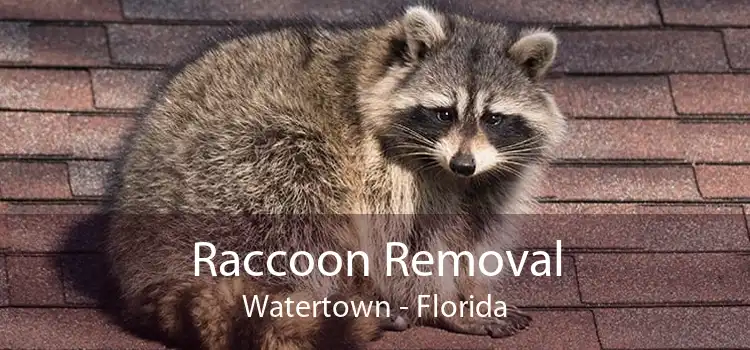 Raccoon Removal Watertown - Florida