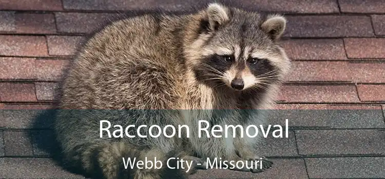 Raccoon Removal Webb City - Missouri