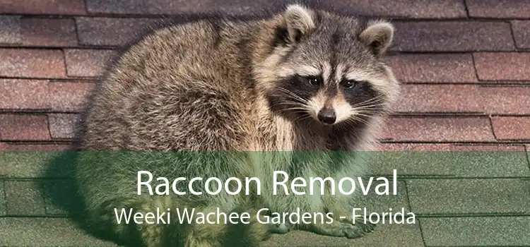 Raccoon Removal Weeki Wachee Gardens - Florida