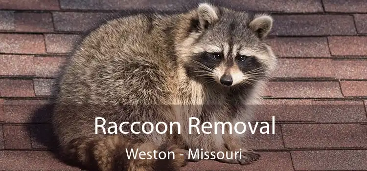 Raccoon Removal Weston - Missouri