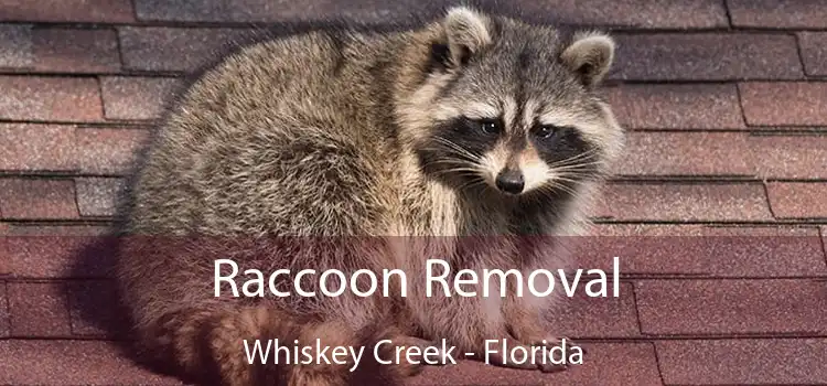 Raccoon Removal Whiskey Creek - Florida