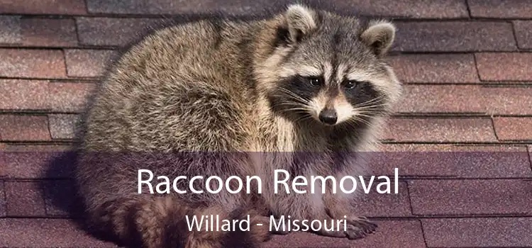 Raccoon Removal Willard - Missouri