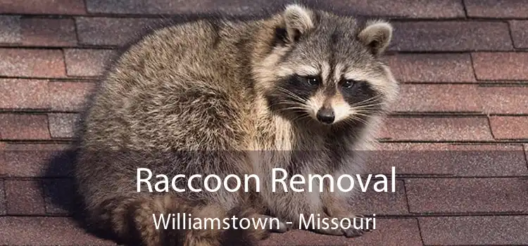 Raccoon Removal Williamstown - Missouri