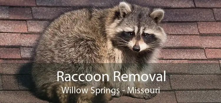 Raccoon Removal Willow Springs - Missouri