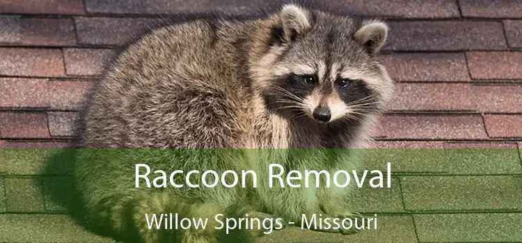 Raccoon Removal Willow Springs - Missouri