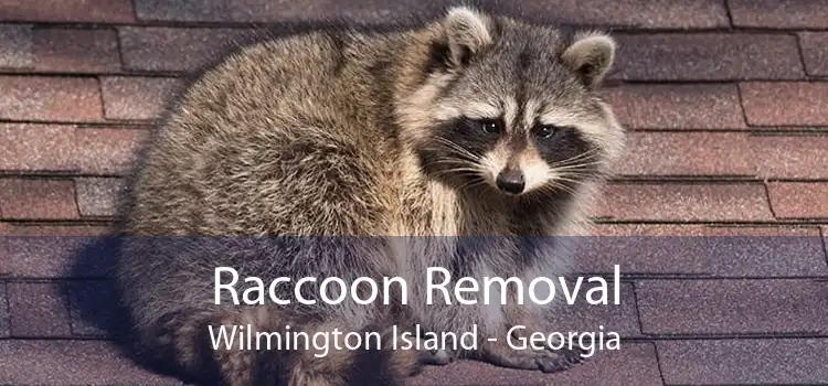 Raccoon Removal Wilmington Island - Georgia