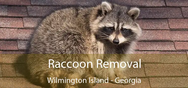 Raccoon Removal Wilmington Island - Georgia