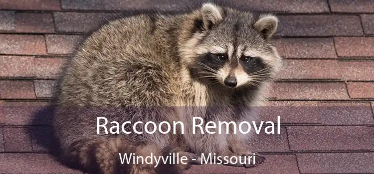 Raccoon Removal Windyville - Missouri