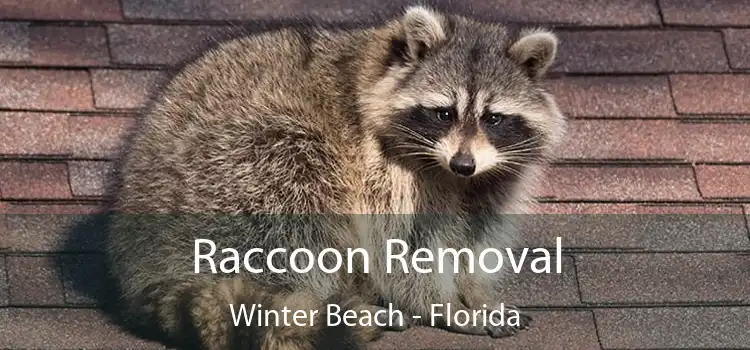 Raccoon Removal Winter Beach - Florida