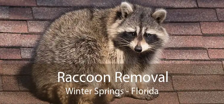 Raccoon Removal Winter Springs - Florida