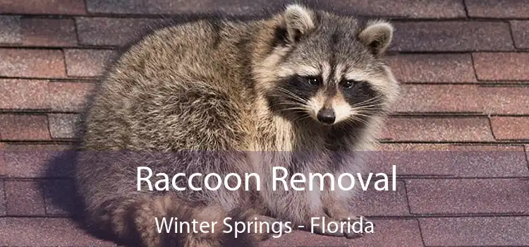 Raccoon Removal Winter Springs - Florida