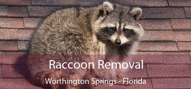 Raccoon Removal Worthington Springs - Florida