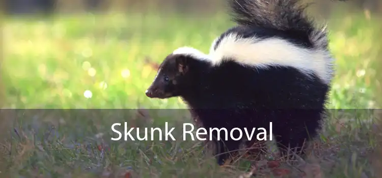 Skunk Removal 