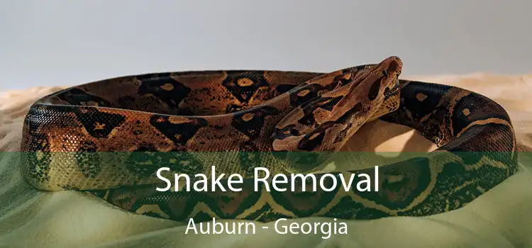 Snake Removal Auburn - Georgia