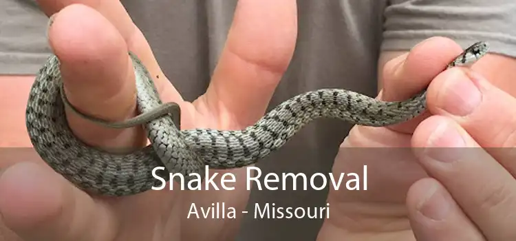 Snake Removal Avilla - Missouri
