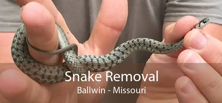Snake Removal Ballwin - Missouri