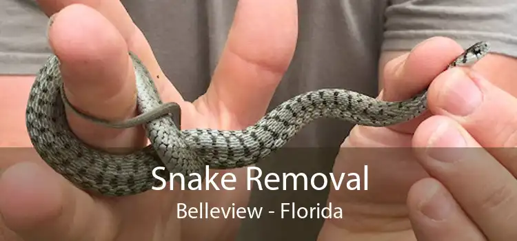 Snake Removal Belleview - Florida