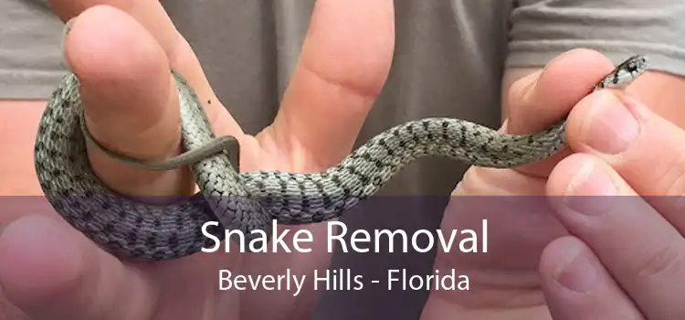 Snake Removal Beverly Hills - Florida