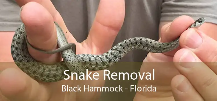 Snake Removal Black Hammock - Florida