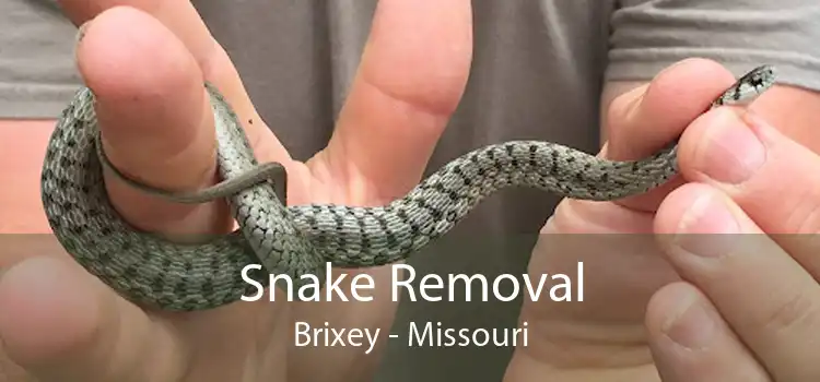 Snake Removal Brixey - Missouri