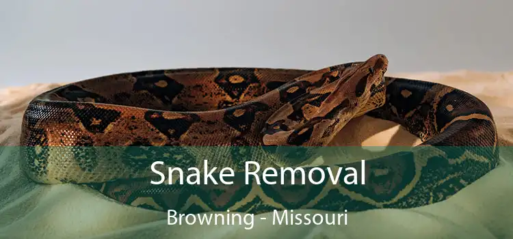 Snake Removal Browning - Missouri