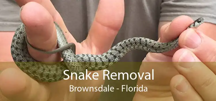 Snake Removal Brownsdale - Florida