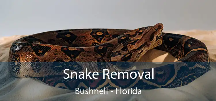 Snake Removal Bushnell - Florida