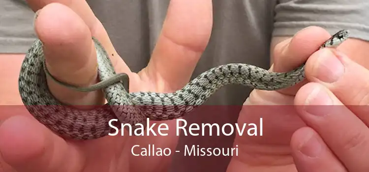 Snake Removal Callao - Missouri