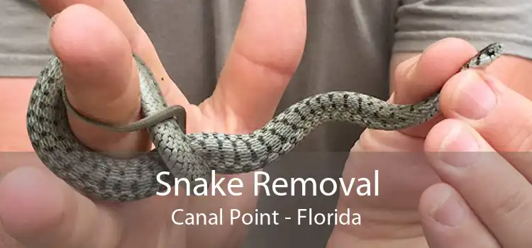 Snake Removal Canal Point - Florida