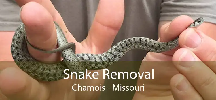 Snake Removal Chamois - Missouri