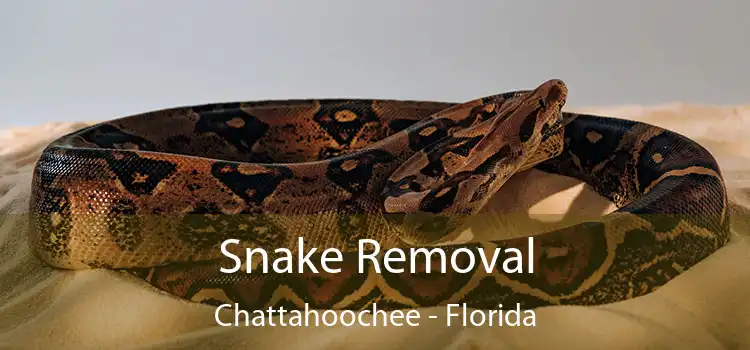 Snake Removal Chattahoochee - Florida