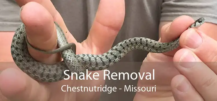 Snake Removal Chestnutridge - Missouri