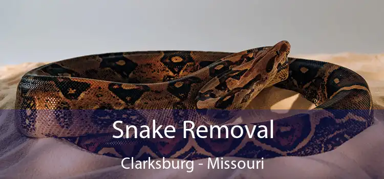 Snake Removal Clarksburg - Missouri