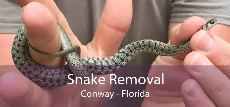Snake Removal Conway - Florida