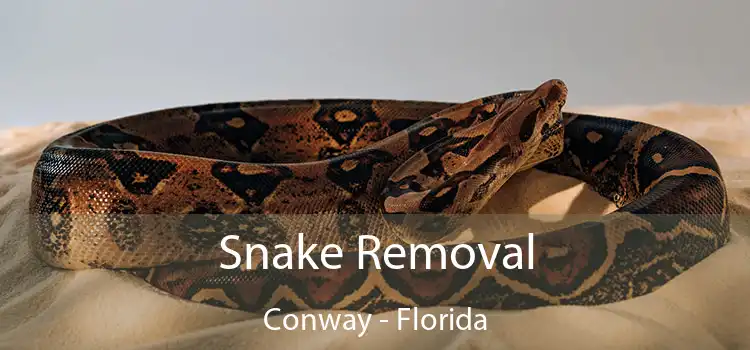 Snake Removal Conway - Florida