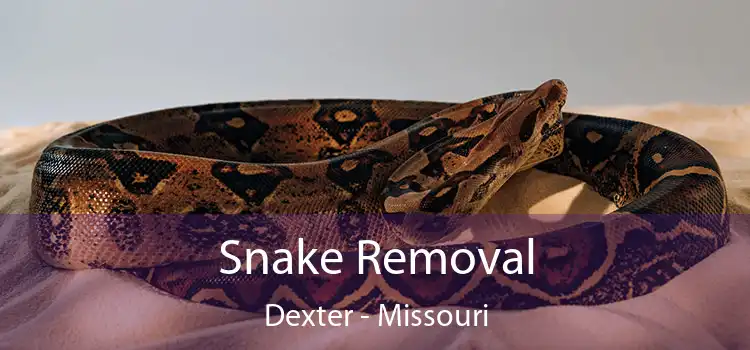 Snake Removal Dexter - Missouri