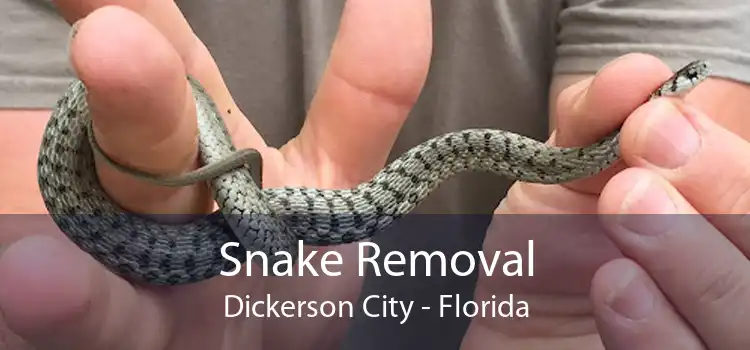 Snake Removal Dickerson City - Florida