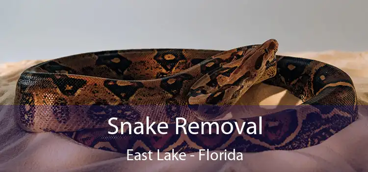 Snake Removal East Lake - Florida