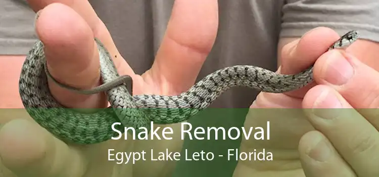 Snake Removal Egypt Lake Leto - Florida