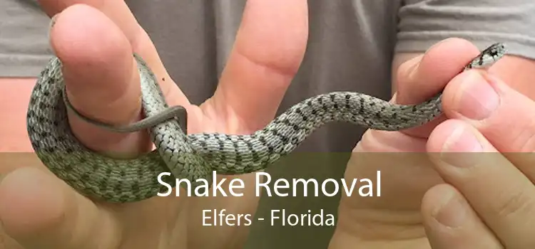 Snake Removal Elfers - Florida