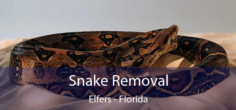 Snake Removal Elfers - Florida