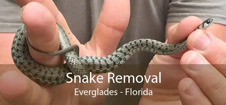 Snake Removal Everglades - Florida