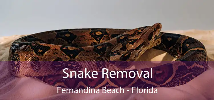 Snake Removal Fernandina Beach - Florida