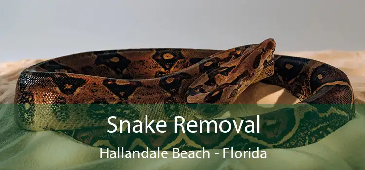 Snake Removal Hallandale Beach - Florida