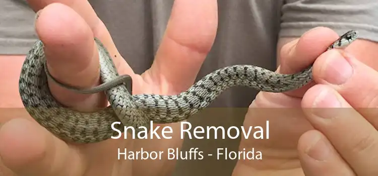 Snake Removal Harbor Bluffs - Florida